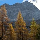 am Großen Ahornboden / Österreich