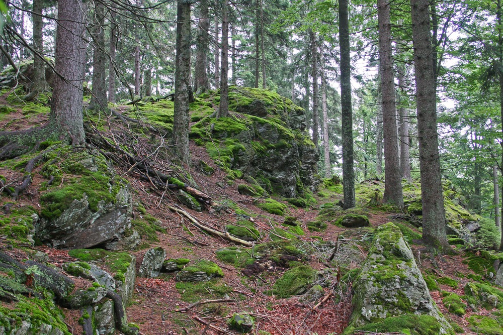 Am großen Arber