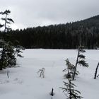 am Großen Arbersee 