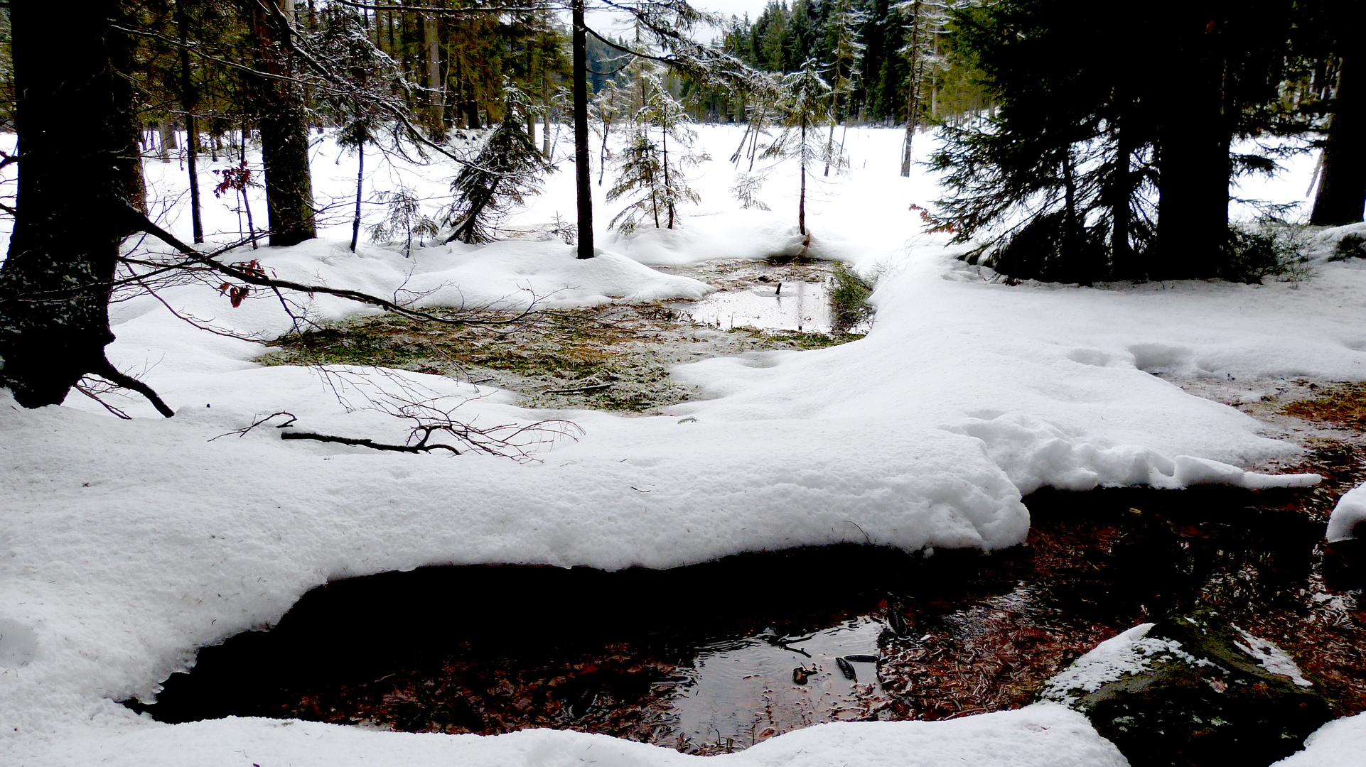 am Großen Arbersee  