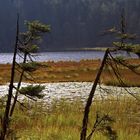 am großen arbersee