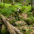 ...am Großen Arbersee...