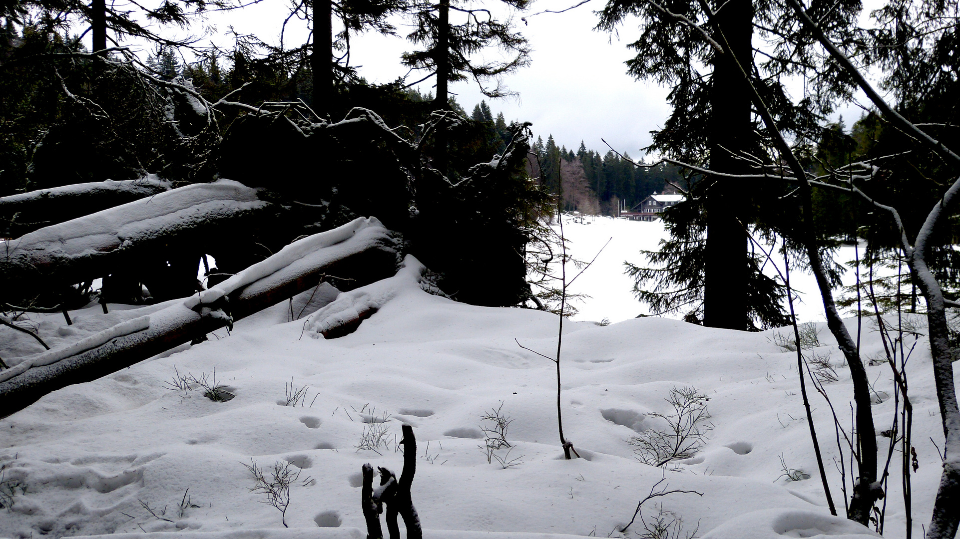 am Großen Arbersee 