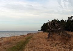 Am großen Jasmunder Bodden