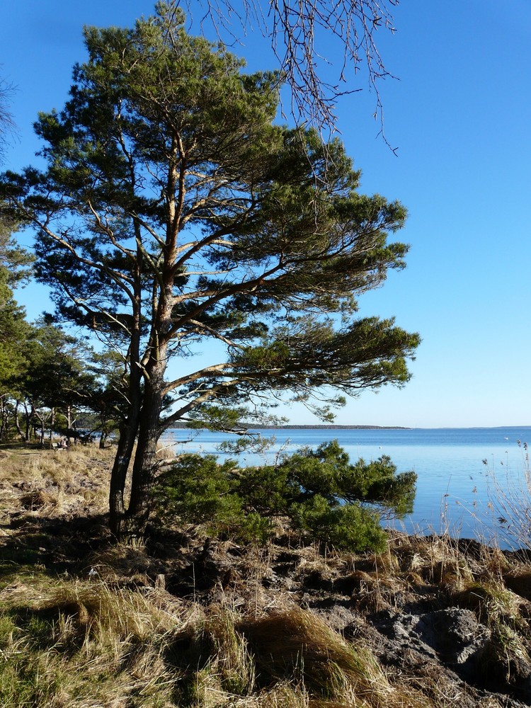 am Großen Jasmunder Bodden