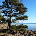 am Großen Jasmunder Bodden