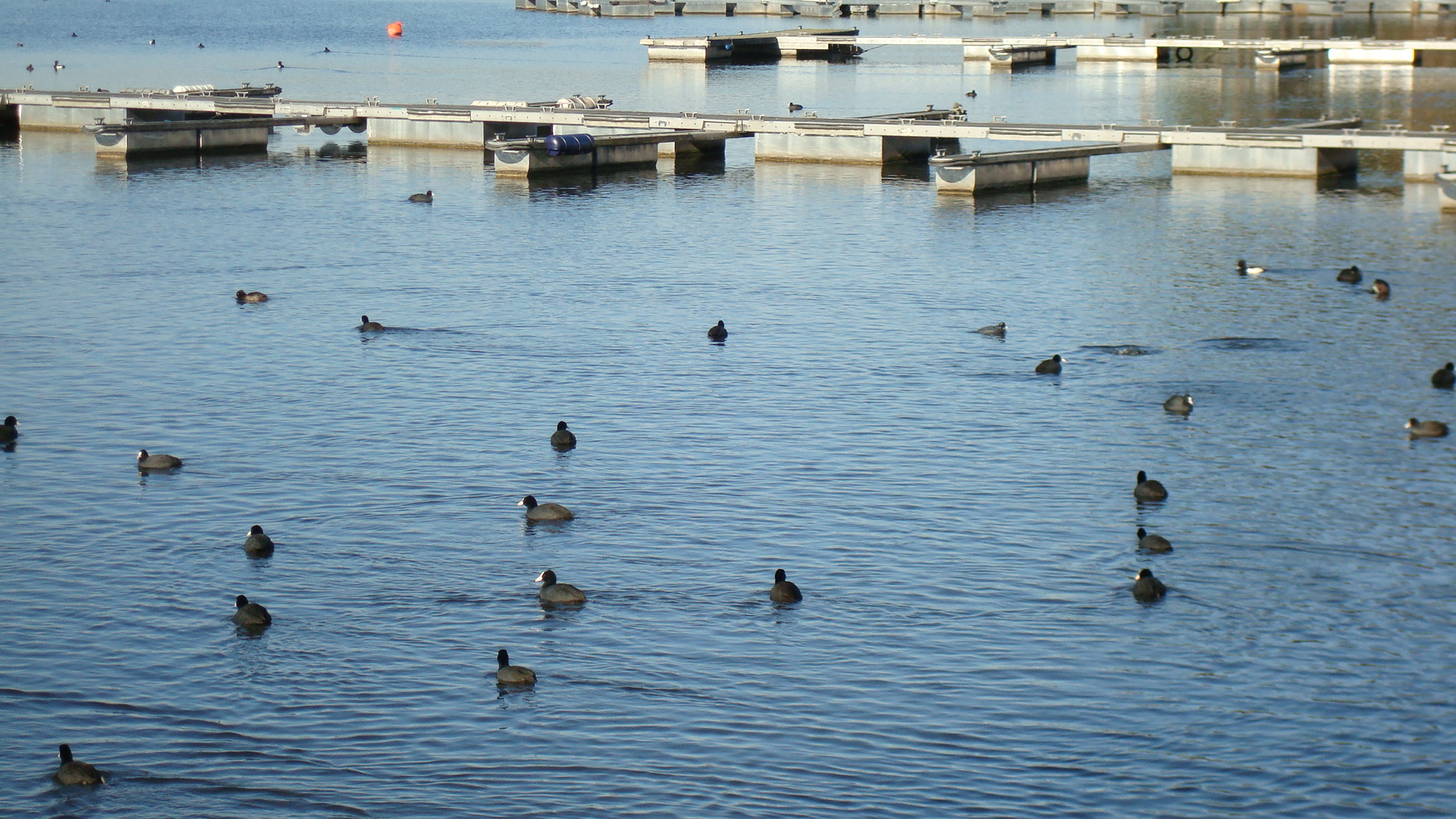 am großen Rothsee  