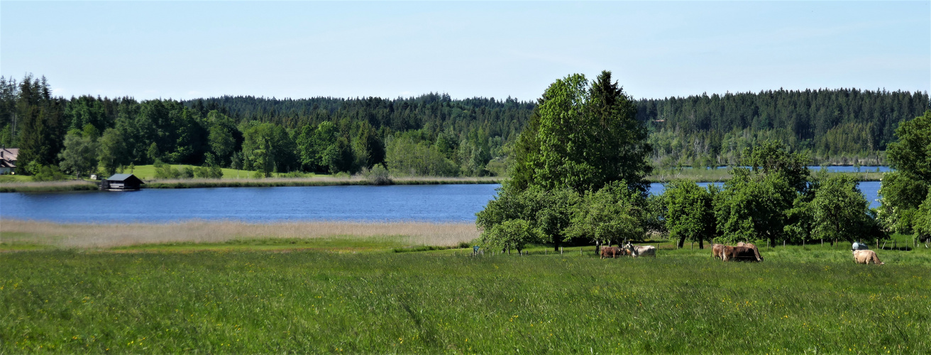 Am Großen Ursee