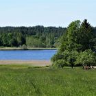 Am Großen Ursee