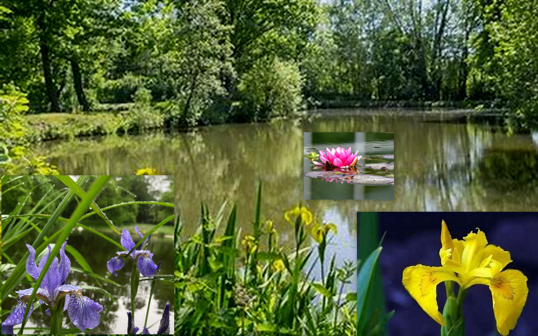 Am großen Weiher blüht schon einiges mehr....