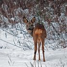 Am Grügelborner Waldrand bei -6°