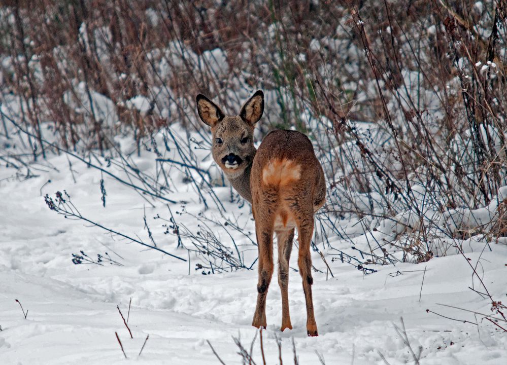 Am Grügelborner Waldrand bei -6°