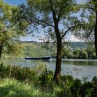 Am grünen Ufer der Mosel (2)