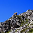 Am Gufelgrasjoch 2382m