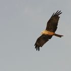 Am häufigsten sieht man den Rotmilan, den Seeadler haben wir leider  verpaßt...