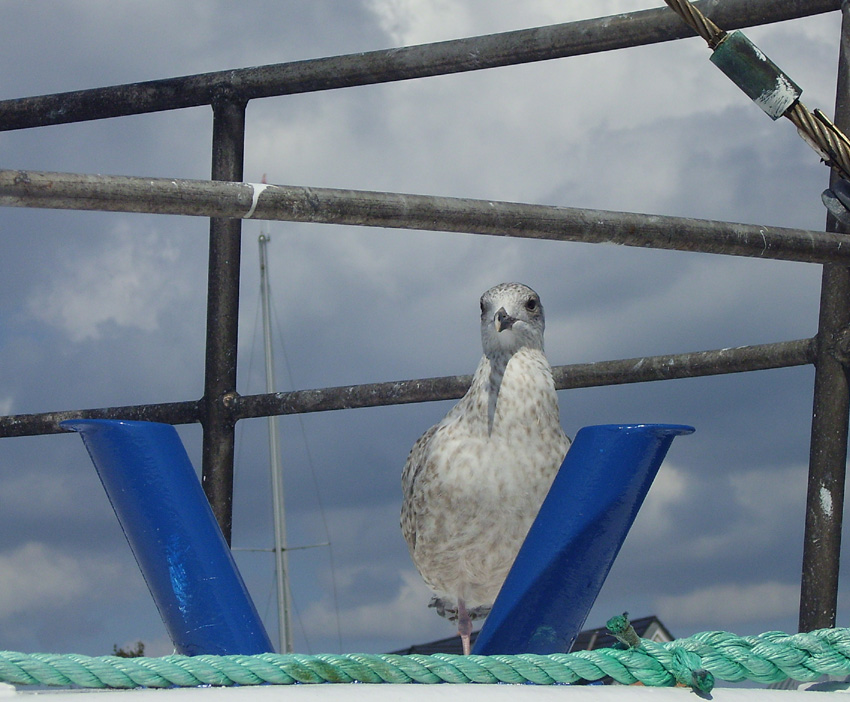 Am Hafen vom Timmendorfer Strand