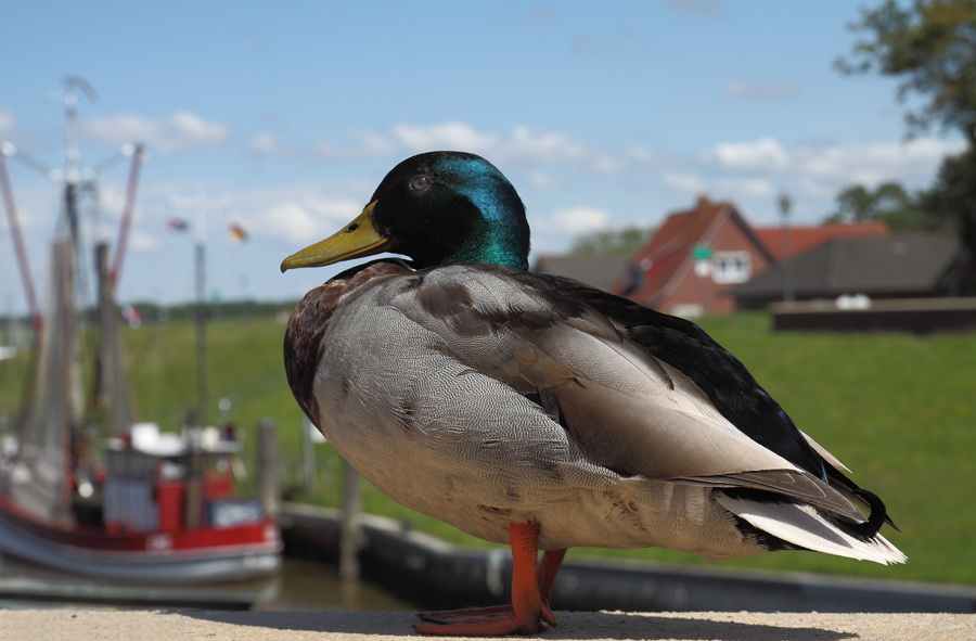 am Hafen von Greetsiel