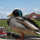 am Hafen von Greetsiel