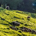 am Hang - Fuldatal/Hessen