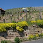 Am Heilbronner Wein Panorama Weg