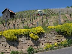 Am Heilbronner Wein Panorama Weg