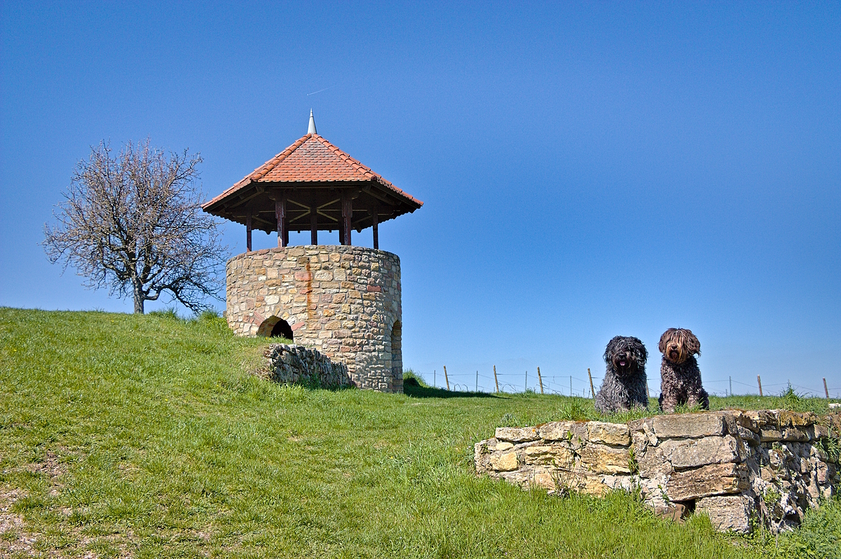 Am Heimersheimer Weinbergsturm