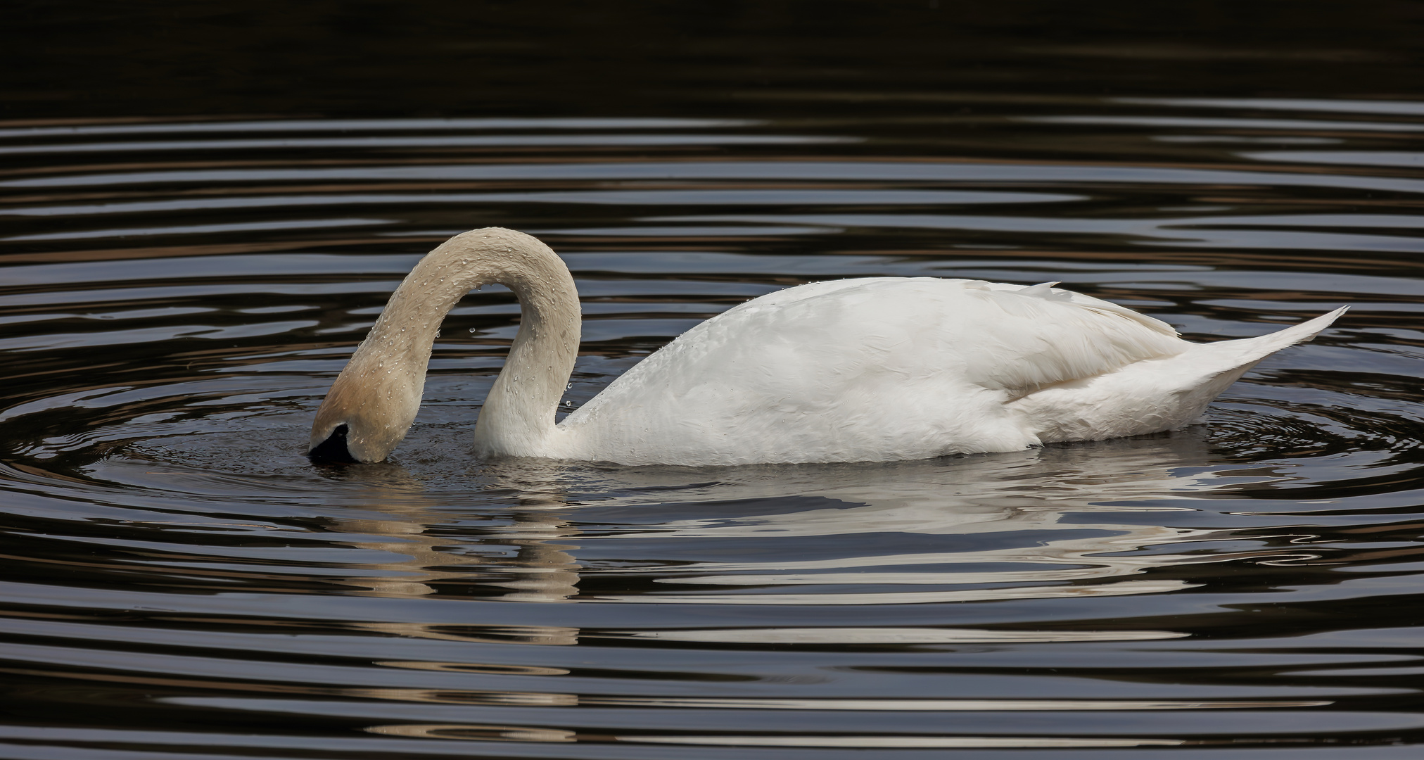 am HeinzSielmannWeiher Foto & Bild tiere, wildlife, wild lebende