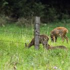 Am hellen Nachmittag auf der grünen Wiese