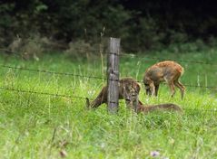 Am hellen Nachmittag auf der grünen Wiese