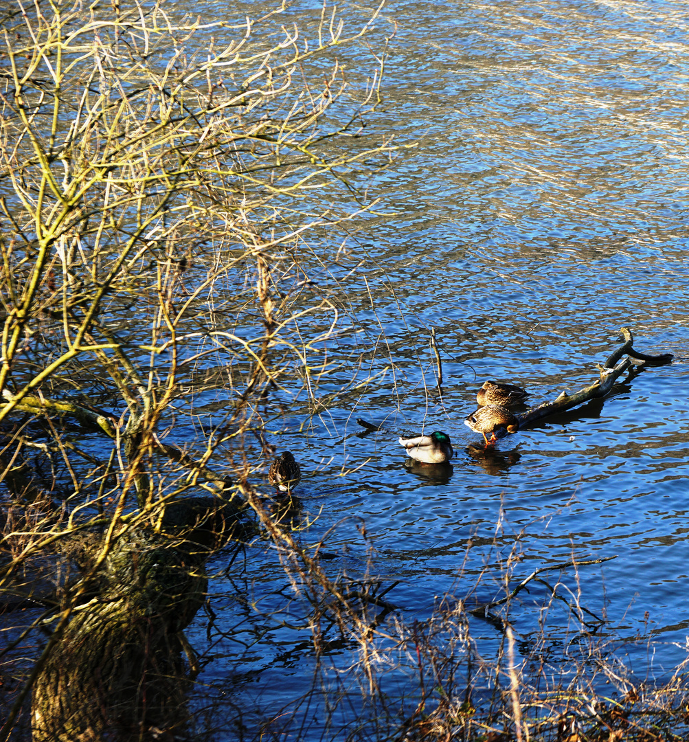 Am Hengsteiysee