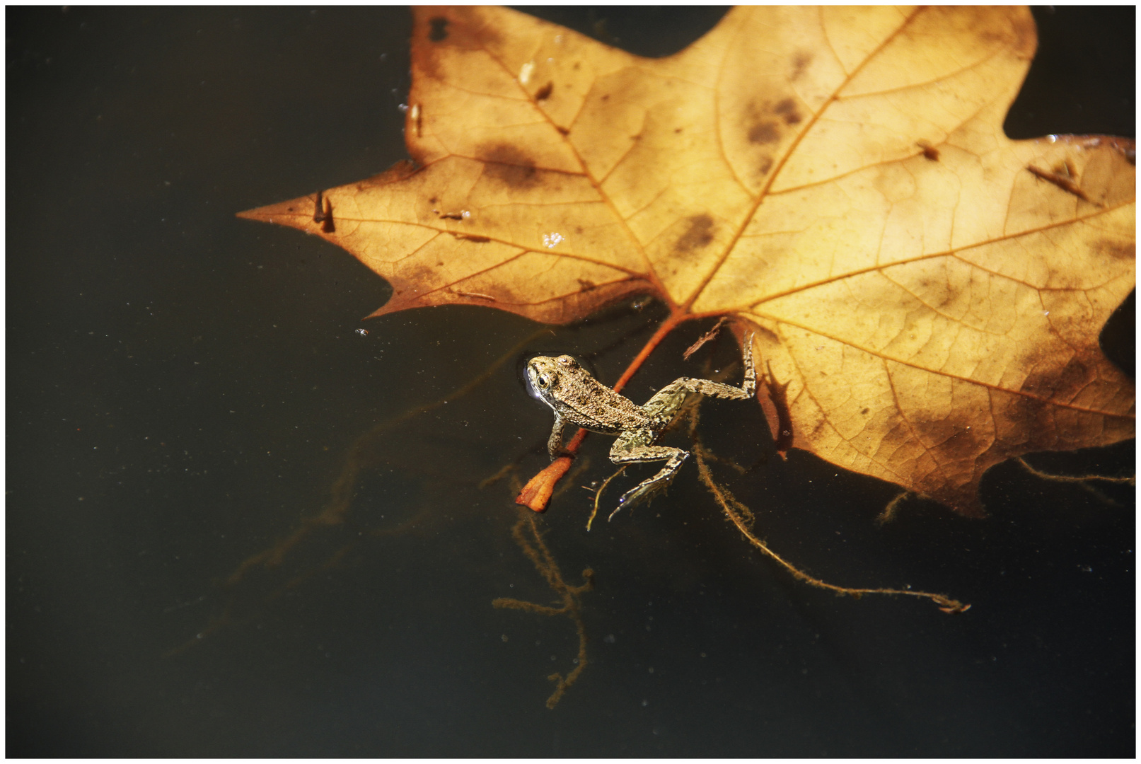 Am Herbst festhalten