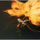 Am Herbst festhalten