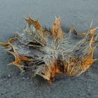 Am herbstlichen Strand im Abendlicht