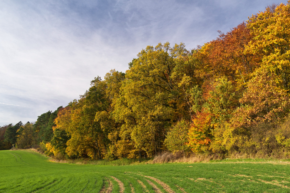 Am Herbstwald