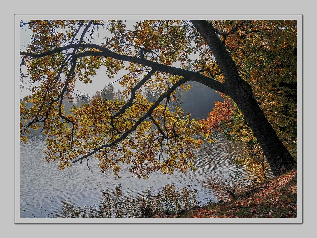 am Herrensee im WaldviertelDSC_0207