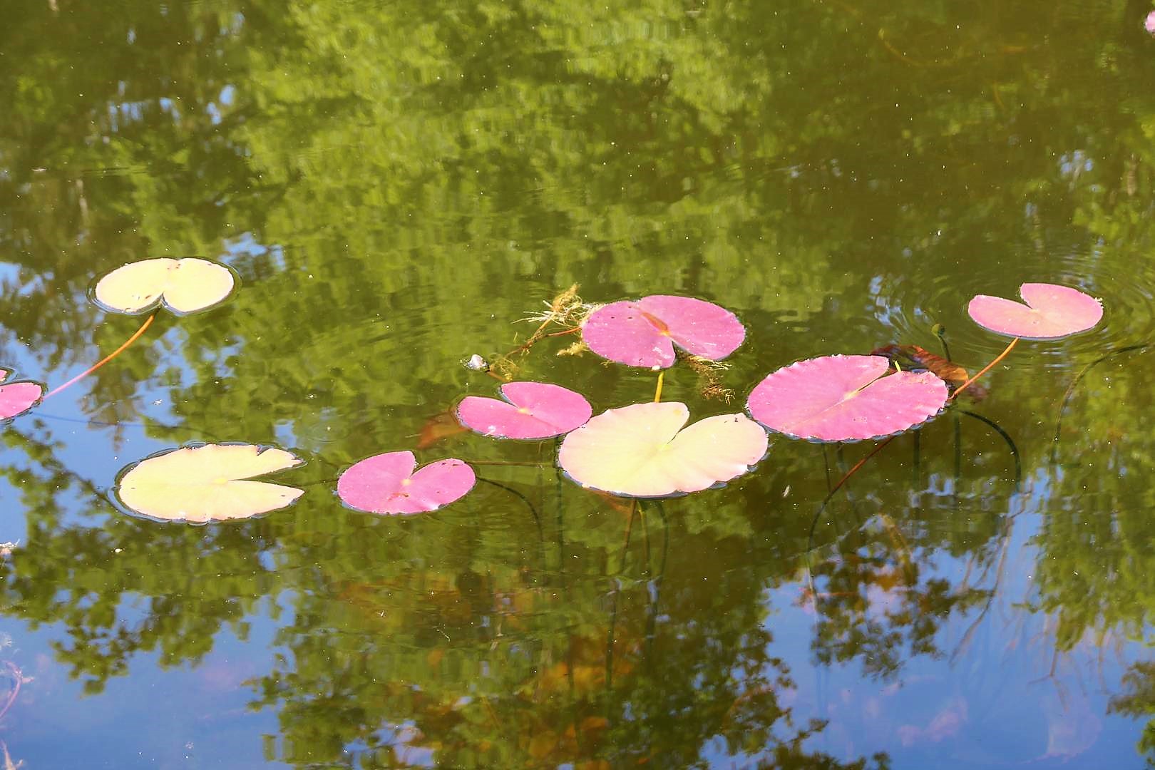 Am Herzogenmattweiher