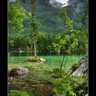 Am Hintersee bei Ramsau / Insel mit einem Baum