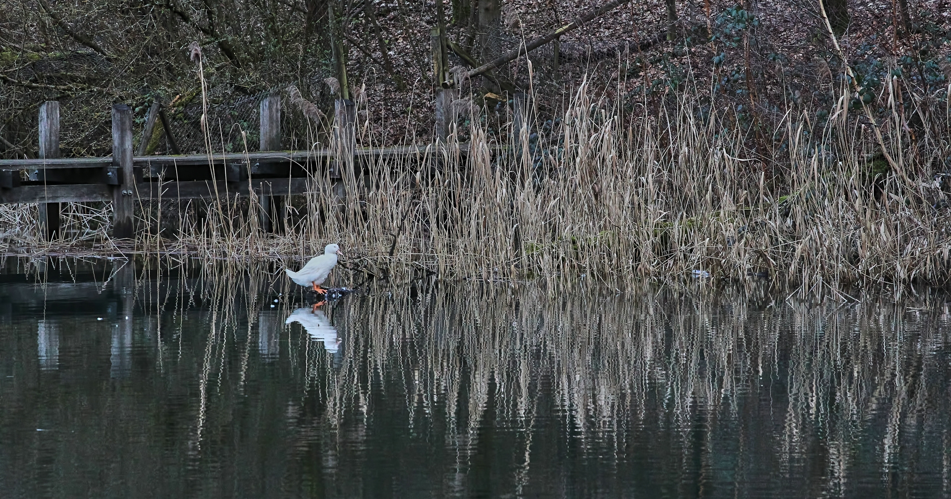 Am Hochholzer Weiher