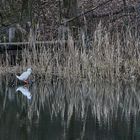 Am Hochholzer Weiher