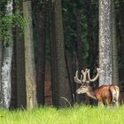 Am Hochwald