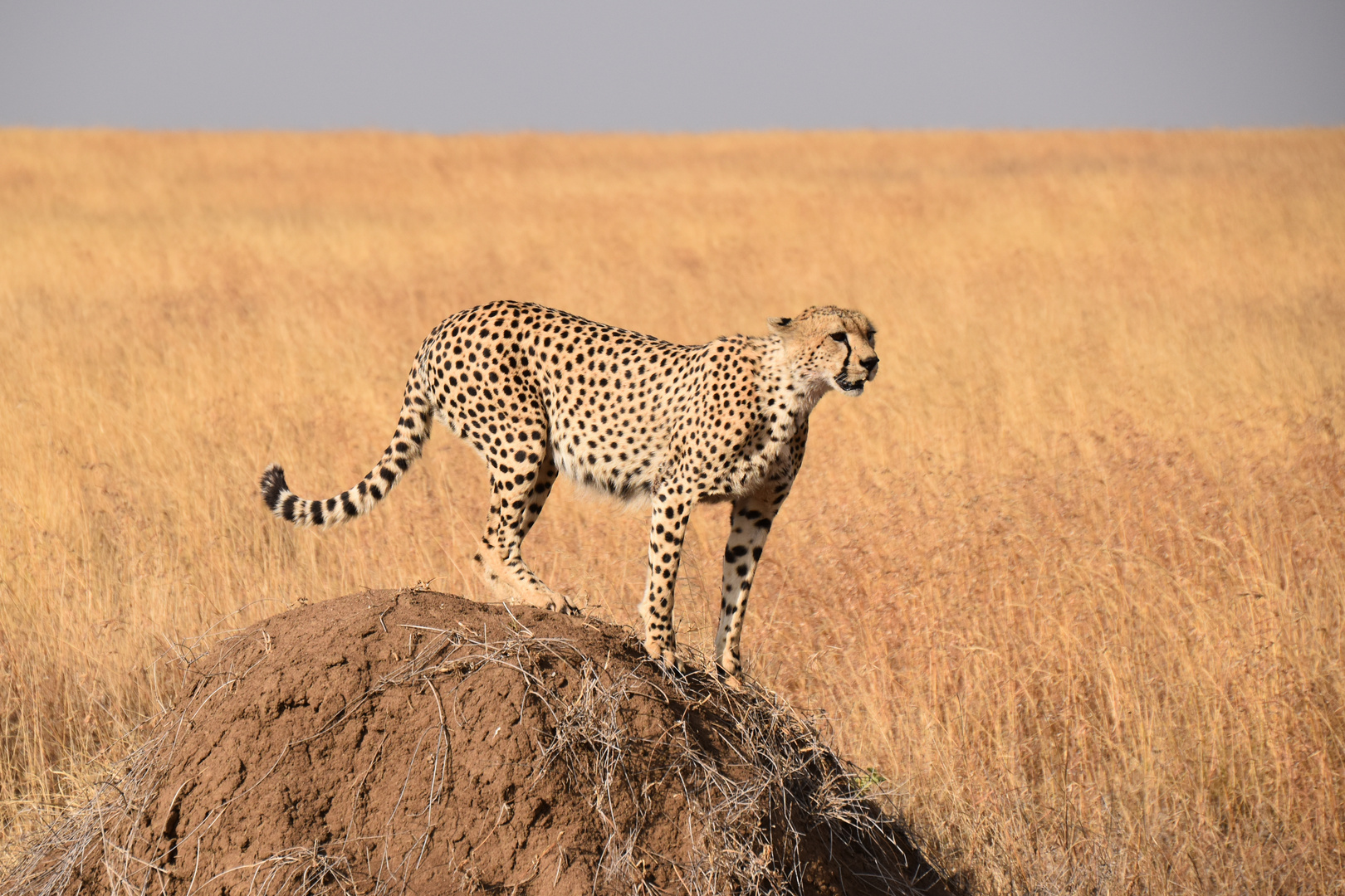 Am höchsten Punkt der Serengeti