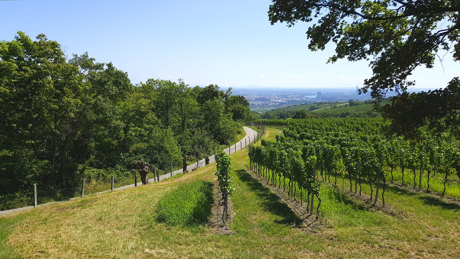 am höhenweg entlang mit blick auf wien