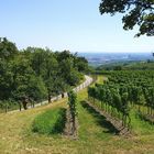 am höhenweg entlang mit blick auf wien