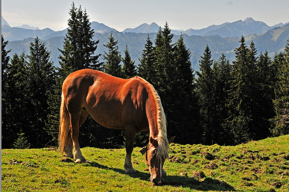 Am Hörndl-Alm bei Bad Kohlgrub