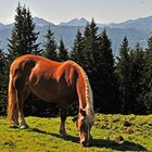 Am Hörndl-Alm bei Bad Kohlgrub