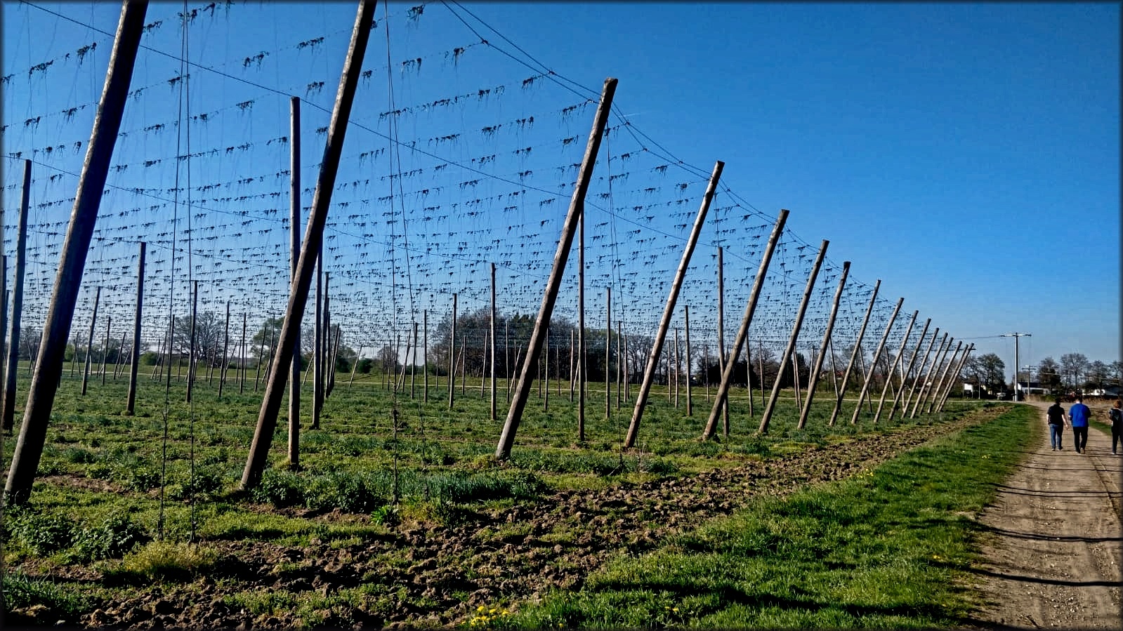 Am Hopfenfeld vorbei