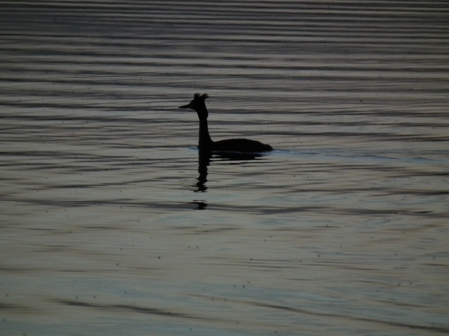 am Hopfensee 8