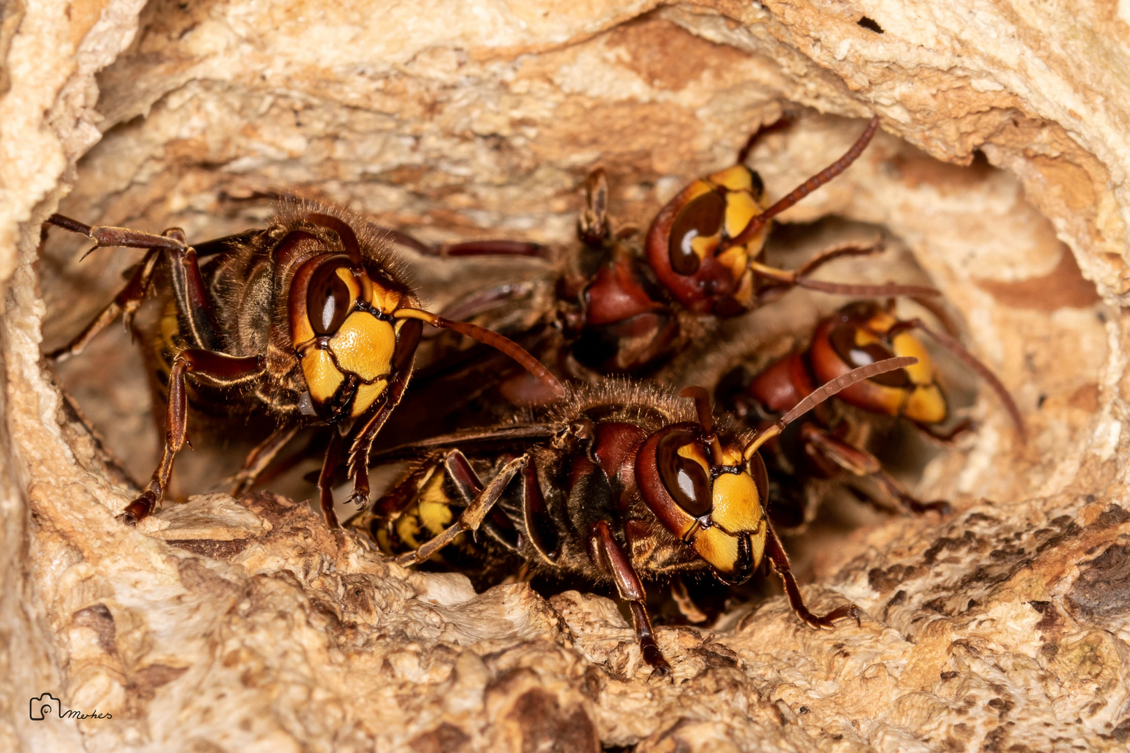 Am Hornissennest Foto & Bild | spezial, natur, insekten Bilder auf ...