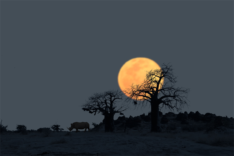 Am Hügel der Baobab Bäume