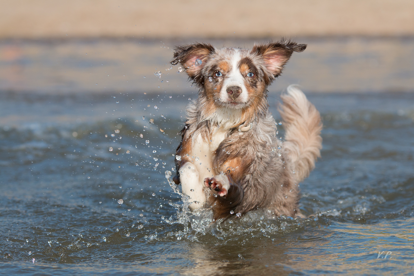 Am Hundestrand 1